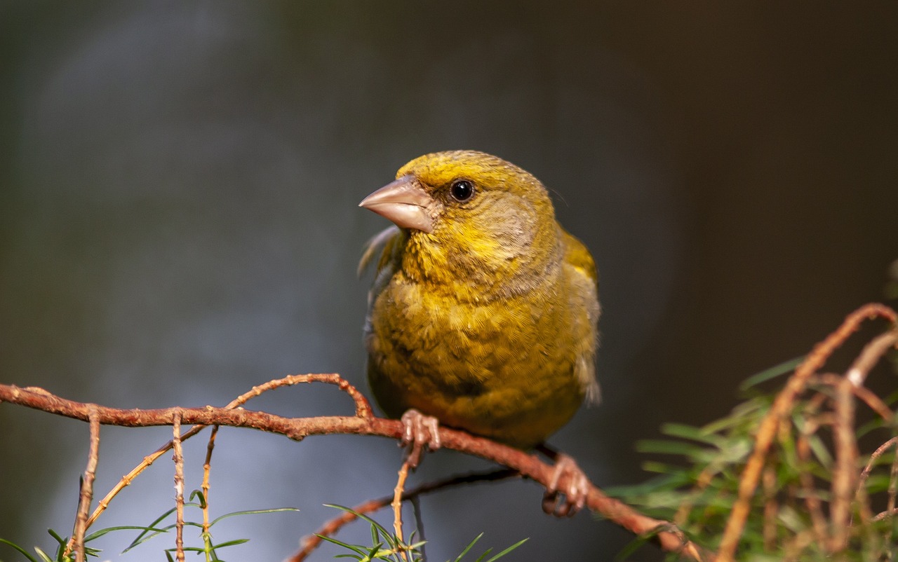 The Top Birdwatching Spots in Point Reyes National Seashore